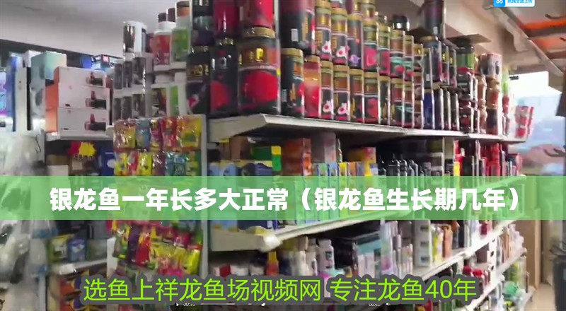 龍魚干蝦有營養嗎 銀龍魚一年長多大正常(銀龍魚生長期幾年) 銀龍魚百科 銀龍魚一年長多大正常(銀龍魚生長期幾年) 銀龍魚一年長多大正常(銀龍魚生長期幾年) 銀龍魚百科