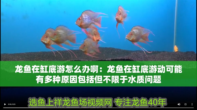 龍魚在缸底游怎么辦啊：龍魚在缸底游動可能有多種原因包括但不限于水質問題