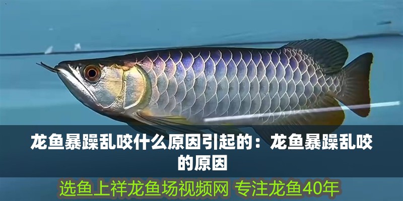 龍魚暴躁亂咬什么原因引起的：龍魚暴躁亂咬的原因