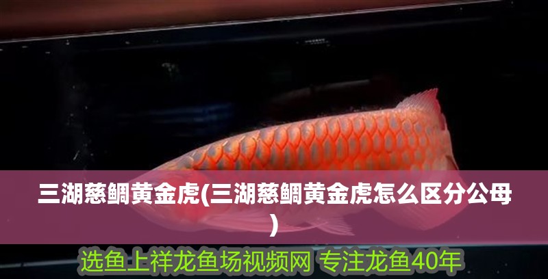 三湖慈鯛黃金虎(三湖慈鯛黃金虎怎么區(qū)分公母)