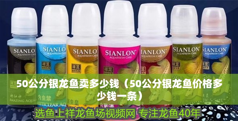 50公分銀龍魚賣多少錢（50公分銀龍魚價格多少錢一條）