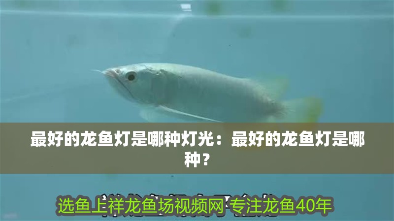 最好的龍魚燈是哪種燈光：最好的龍魚燈是哪種？