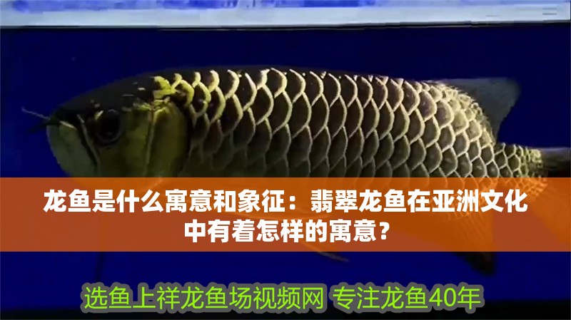 龍魚是什么寓意和象征：翡翠龍魚在亞洲文化中有著怎樣的寓意？