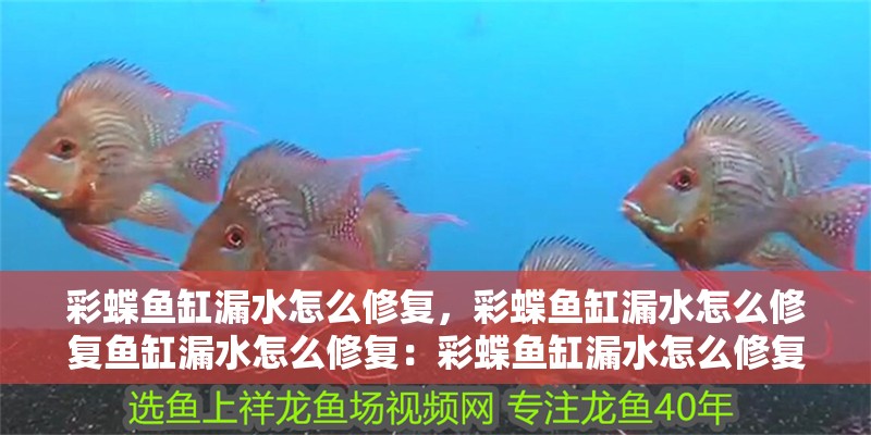彩蝶魚缸漏水怎么修復，彩蝶魚缸漏水怎么修復魚缸漏水怎么修復：彩蝶魚缸漏水怎么修復