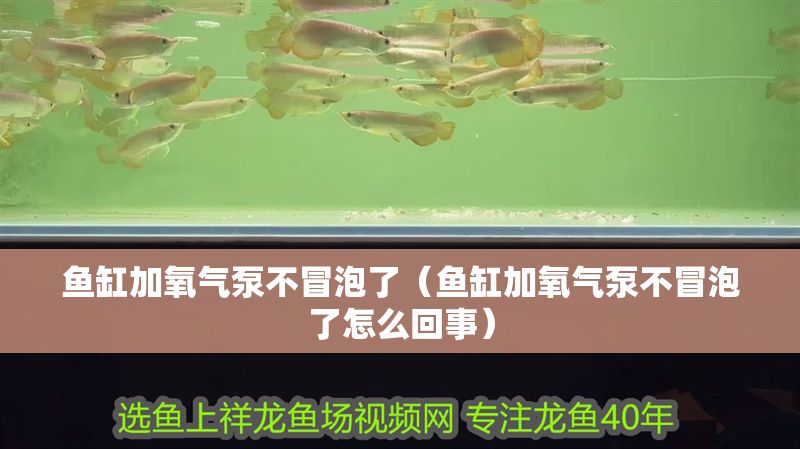 魚(yú)缸加氧氣泵不冒泡了（魚(yú)缸加氧氣泵不冒泡了怎么回事）