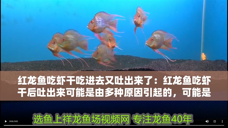 紅龍魚吃蝦干吃進(jìn)去又吐出來了：紅龍魚吃蝦干后吐出來可能是由多種原因引起的，可能是由多種原因引起的