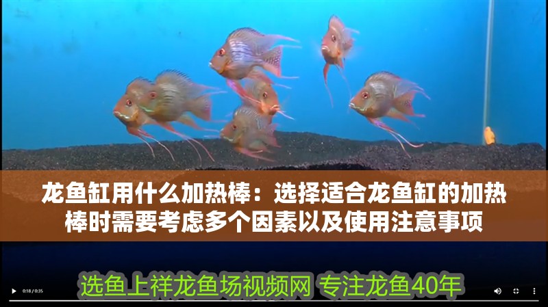龍魚缸用什么加熱棒：選擇適合龍魚缸的加熱棒時需要考慮多個因素以及使用注意事項 龍魚缸用什么加熱棒：選擇適合龍魚缸的加熱棒時需要考慮多個因素以及使用注意事項 龍魚百科