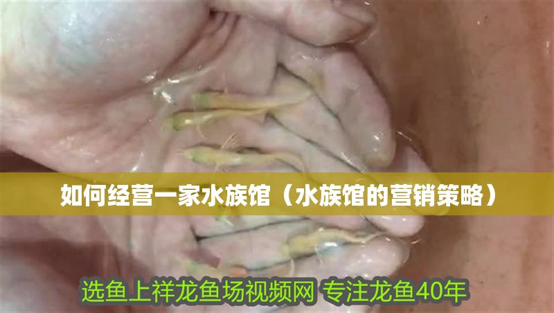 如何經(jīng)營(yíng)一家水族館（水族館的營(yíng)銷策略）