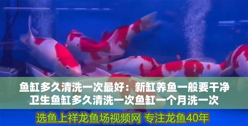 魚缸多久清洗一次最好：新缸養魚一般要干凈衛生魚缸多久清洗一次魚缸一個月洗一次