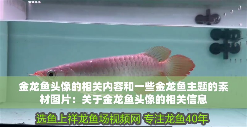金龍魚頭像的相關(guān)內(nèi)容和一些金龍魚主題的素材圖片：關(guān)于金龍魚頭像的相關(guān)信息