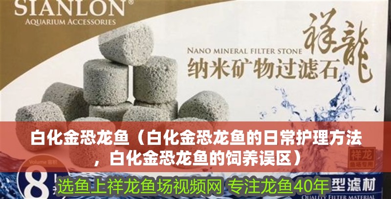 白化金恐龍魚（白化金恐龍魚的日常護(hù)理方法，白化金恐龍魚的飼養(yǎng)誤區(qū)）