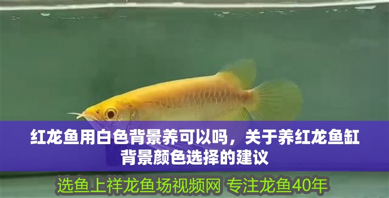 我的虎魚真菌感染了要怎么處理 紅龍魚用白色背景養可以嗎,關于養紅龍魚缸背景顏色選擇的建議 龍魚百科 紅龍魚用白色背景養可以嗎,關于養紅龍魚缸背景顏色選擇的建議 紅龍魚用白色背景養可以嗎,關于養紅龍魚缸背景顏色選擇的建議 龍魚百科