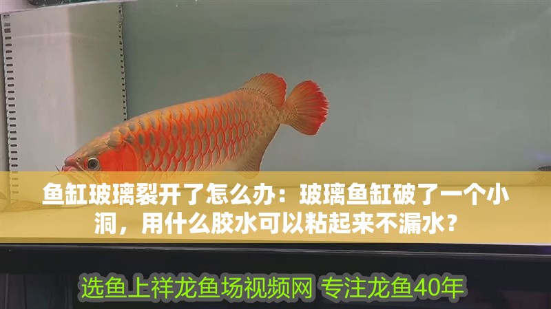 龍魚怕什么 魚缸玻璃裂開了怎么辦:玻璃魚缸破了一個小洞,用什么膠水可以粘起來不漏水? 魚缸百科 魚缸玻璃裂開了怎么辦:玻璃魚缸破了一個小洞,用什么膠水可以粘起來不漏水? 魚缸玻璃裂開了怎么辦:玻璃魚缸破了一個小洞,用什么膠水可以粘起來不漏水? 魚缸百科