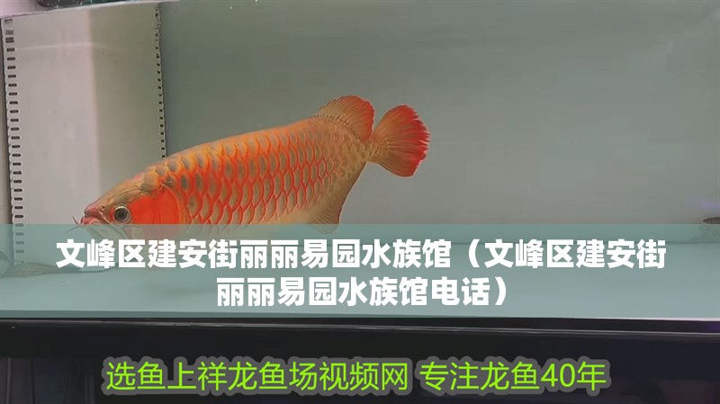 <strong><mark>文峰</mark></strong>區建安街麗麗易園水族館（<strong><mark>文峰</mark></strong>區建安街麗麗易園水族館電話）