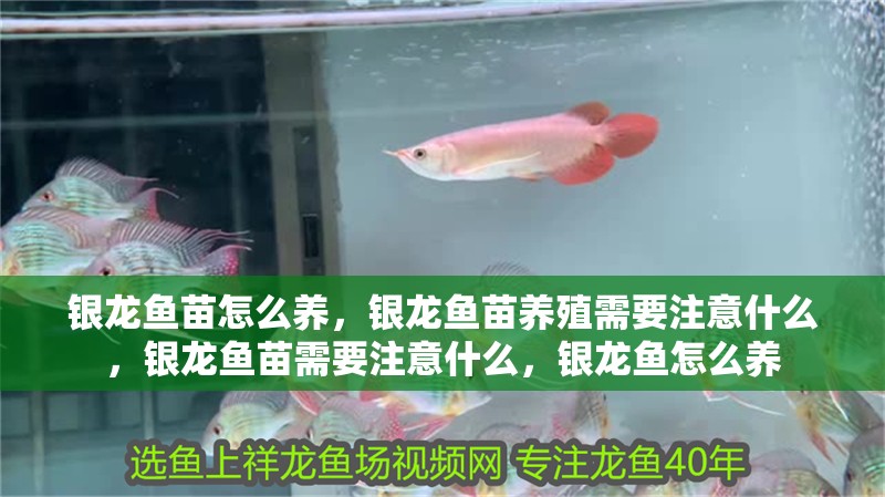 銀龍魚苗怎么養(yǎng)，銀龍魚苗養(yǎng)殖需要注意什么，銀龍魚苗需要注意什么，銀龍魚怎么養(yǎng)