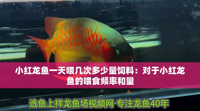 小紅龍魚一天喂幾次多少量飼料：對于小紅龍魚的喂食頻率和量