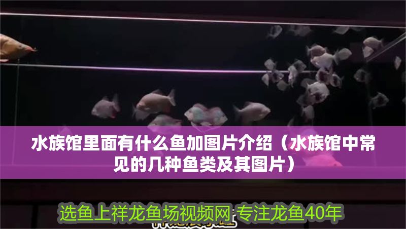 水族館里面有什么魚加圖片介紹(水族館中常見的幾種魚類及其圖片) 水族館百科(水族館加盟) 第1張 水族館里面有什么魚加圖片介紹(水族館中常見的幾種魚類及其圖片) 水族館里面有什么魚加圖片介紹(水族館中常見的幾種魚類及其圖片) 水族館百科(水族館加盟) 第1張