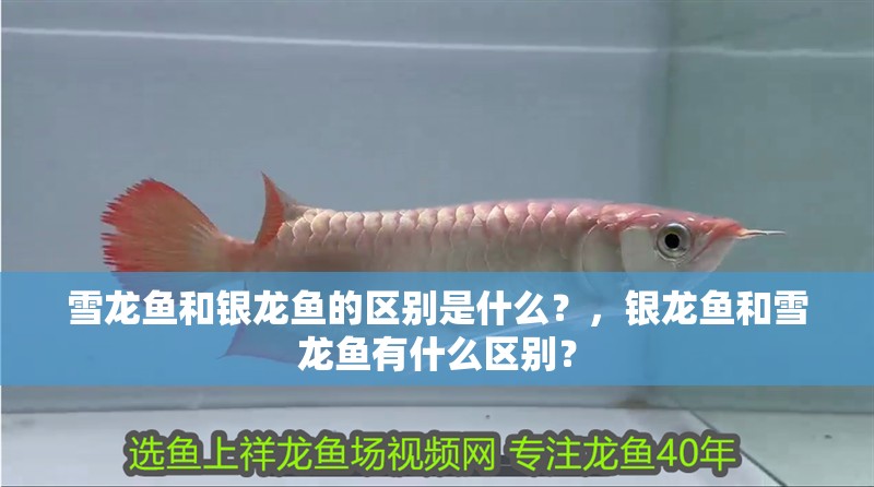 雪龍魚和銀龍魚的區別是什么？，銀龍魚和雪龍魚有什么區別？