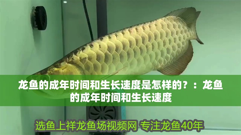 紅龍魚用黃燈烤有用嗎 龍魚的成年時間和生長速度是怎樣的?:龍魚的成年時間和生長速度 龍魚百科 龍魚的成年時間和生長速度是怎樣的?:龍魚的成年時間和生長速度 龍魚的成年時間和生長速度是怎樣的?:龍魚的成年時間和生長速度 龍魚百科
