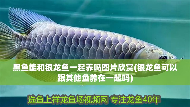 黑魚能和銀龍魚一起養(yǎng)嗎圖片欣賞(銀龍魚可以跟其他魚養(yǎng)在一起嗎)
