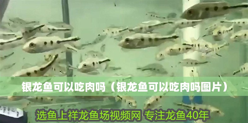 銀龍魚可以吃肉嗎（銀龍魚可以吃肉嗎圖片）