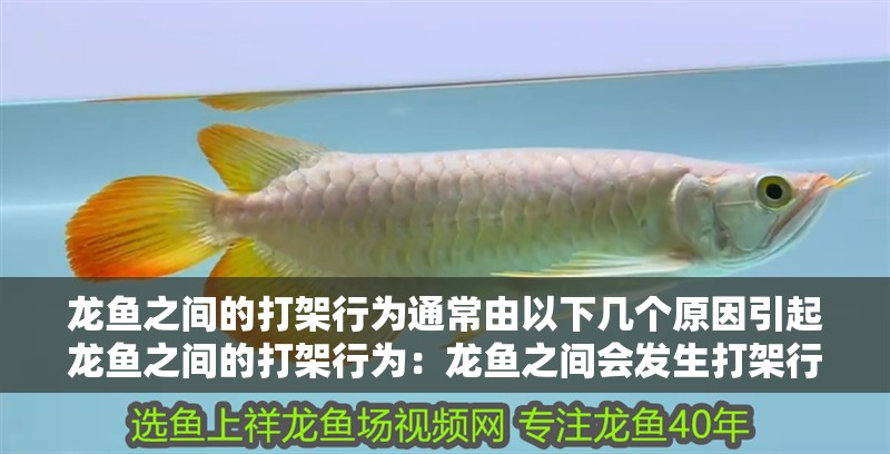 龍魚之間的打架行為通常由以下幾個原因引起龍魚之間的打架行為：龍魚之間會發生打架行為嗎
