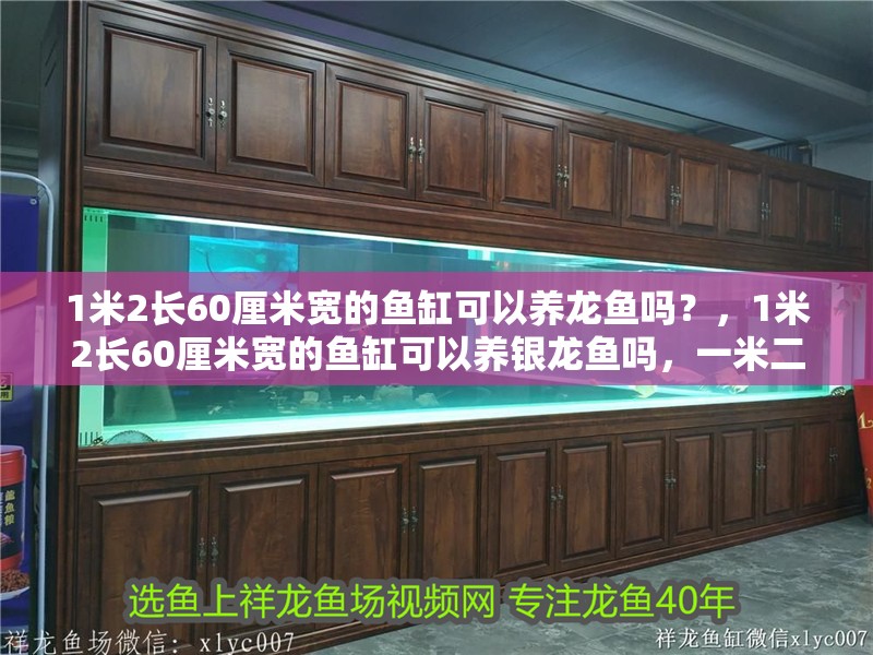 1米2長(zhǎng)60厘米寬的魚(yú)缸可以養(yǎng)龍魚(yú)嗎？，1米2長(zhǎng)60厘米寬的魚(yú)缸可以養(yǎng)銀龍魚(yú)嗎，一米二的魚(yú)缸可以養(yǎng)嗎