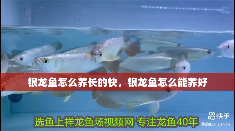 魚缸過濾器選購指南:自制魚缸過濾器魚缸上置過濾器對(duì)于養(yǎng)魚愛好者的必備知識(shí) 銀龍魚怎么養(yǎng)長(zhǎng)的快,銀龍魚怎么能養(yǎng)好 銀龍魚百科 銀龍魚怎么養(yǎng)長(zhǎng)的快,銀龍魚怎么能養(yǎng)好 銀龍魚怎么養(yǎng)長(zhǎng)的快,銀龍魚怎么能養(yǎng)好 銀龍魚百科
