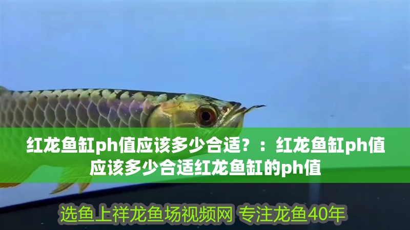 紅龍魚缸ph值應(yīng)該多少合適？：紅龍魚缸ph值應(yīng)該多少合適紅龍魚缸的ph值