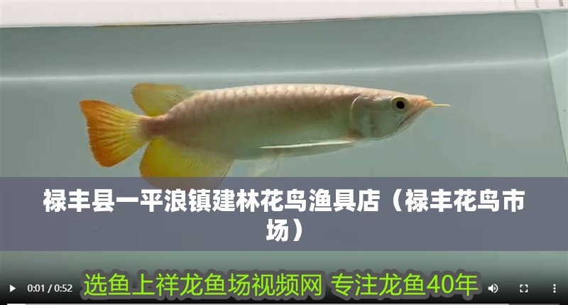 祿豐縣一平浪鎮建林花鳥漁具店（祿豐花鳥市場）