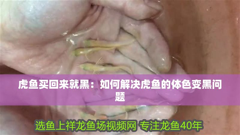 虎魚買回來就黑：如何解決虎魚的體色變黑問題