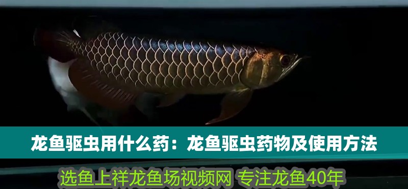 龍魚驅蟲用什么藥：龍魚驅蟲藥物及使用方法