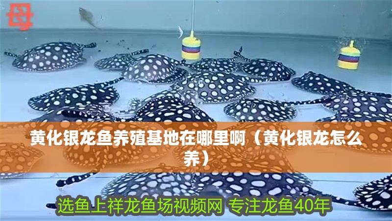 黃化銀龍魚養(yǎng)殖基地在哪里啊（黃化銀龍怎么養(yǎng)）