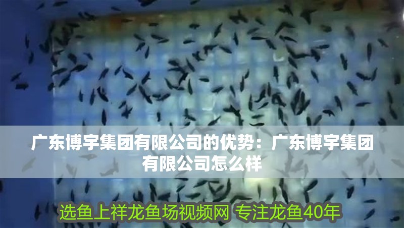 廣東博宇集團有限公司的優勢：廣東博宇集團有限公司怎么樣