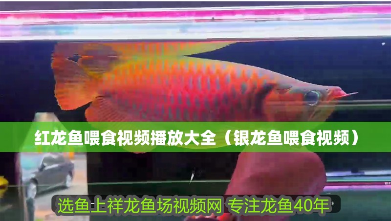 紅龍魚喂食視頻播放大全（銀龍魚喂食視頻）