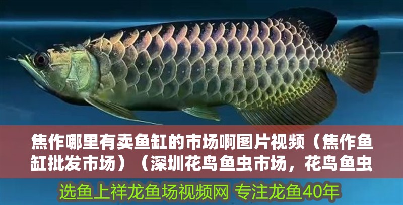 焦作哪里有賣魚缸的市場啊圖片視頻（焦作魚缸批發市場）（深圳花鳥魚蟲市場，花鳥魚蟲專業市場哪里有賣魚缸的）