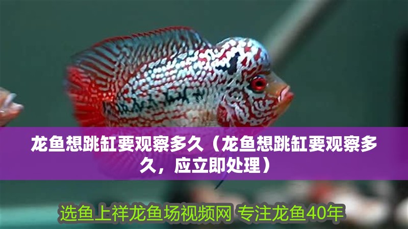 龍魚想跳缸要觀察多久（龍魚想跳缸要觀察多久，應立即處理）