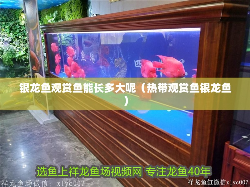 銀龍魚觀賞魚能長多大呢（熱帶觀賞魚銀龍魚）