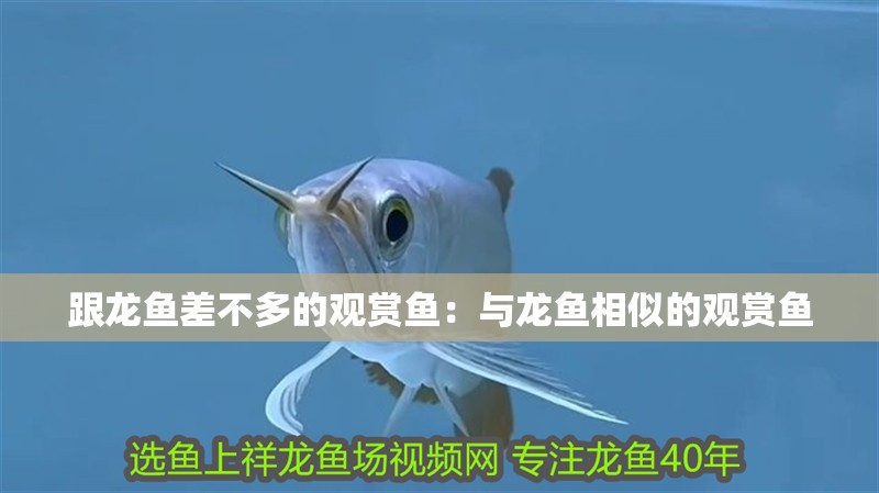 跟龍魚差不多的觀賞魚：與龍魚相似的觀賞魚