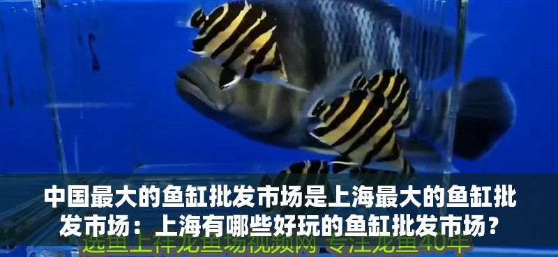 中國最大的魚缸批發市場是上海最大的魚缸批發市場：上海有哪些好玩的魚缸批發市場？ 中國最大的魚缸批發市場是上海最大的魚缸批發市場：上海有哪些好玩的魚缸批發市場？ 魚缸百科