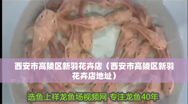 西安市高陵區新羽花卉店（西安市高陵區新羽花卉店地址）