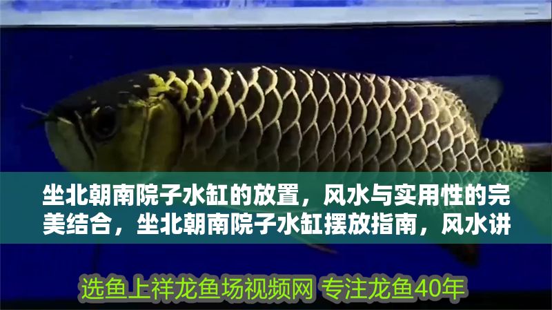 坐北朝南院子水缸的放置，風(fēng)水與實(shí)用性的完美結(jié)合，坐北朝南院子水缸擺放指南，風(fēng)水講究與實(shí)用技巧 坐北朝南院子水缸的放置，風(fēng)水與實(shí)用性的完美結(jié)合，坐北朝南院子水缸擺放指南，風(fēng)水講究與實(shí)用技巧 龍魚百科 第1張