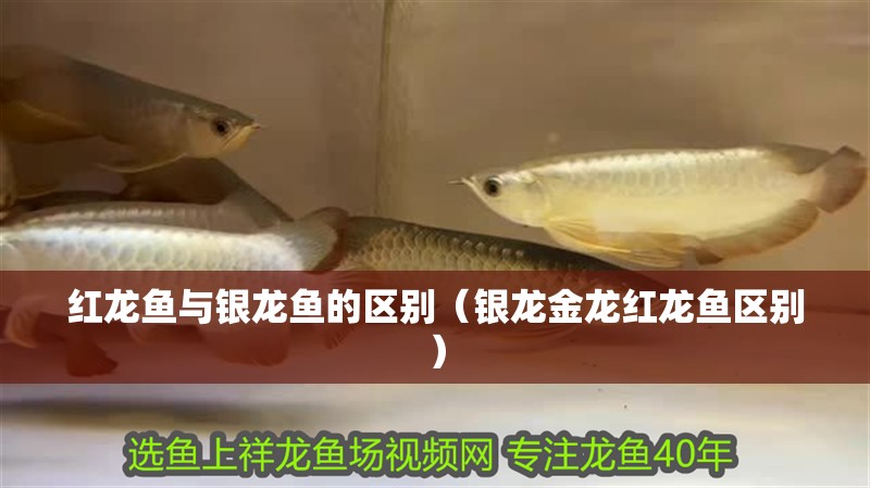 紅龍魚與銀龍魚的區(qū)別（銀龍金龍紅龍魚區(qū)別） 紅龍魚與銀龍魚的區(qū)別（銀龍金龍紅龍魚區(qū)別） 銀龍魚百科