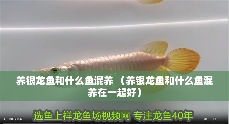 養銀龍魚和什么魚混養 （養銀龍魚和什么魚混養在一起好）