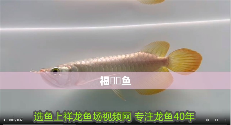 福魟魟魚 福魟魟魚 龍魚論壇