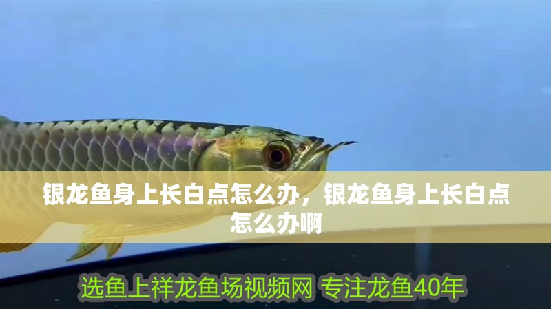 銀龍魚身上長白點怎么辦，銀龍魚身上長白點怎么辦啊