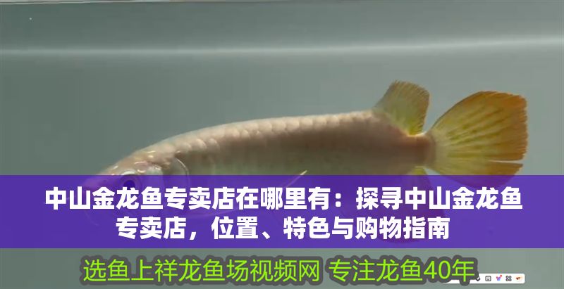 <strong><mark>中山</mark></strong>金龍魚專賣店在哪里有：探尋<strong><mark>中山</mark></strong>金龍魚專賣店，位置、特色與購(gòu)物指南