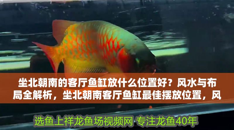坐北朝南的客廳魚缸放什么位置好？風水與布局全解析，坐北朝南客廳魚缸最佳擺放位置，風水布局全指南