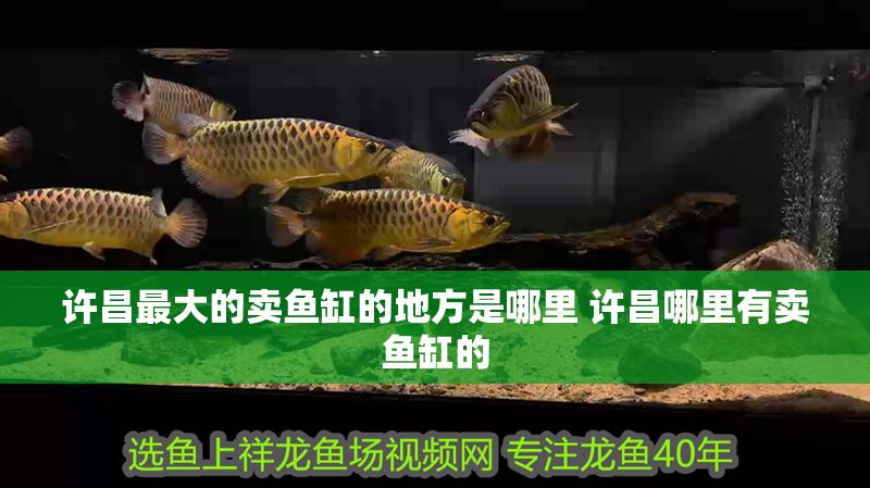詳細(xì)閱讀:許昌最大的賣魚缸的地方是哪里 許昌哪里有賣魚缸的 許昌最大的賣魚缸的地方是哪里 許昌哪里有賣魚缸的