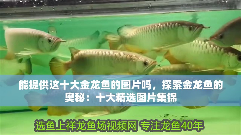 能提供這十大金龍魚的圖片嗎，探索金龍魚的奧秘：十大精選圖片集錦 能提供這十大金龍魚的圖片嗎，探索金龍魚的奧秘：十大精選圖片集錦 龍魚百科